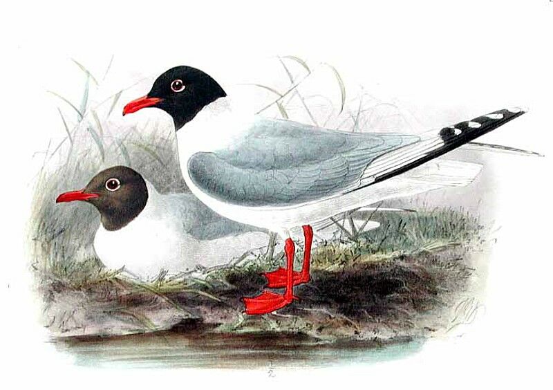 Mouette mélanocéphale