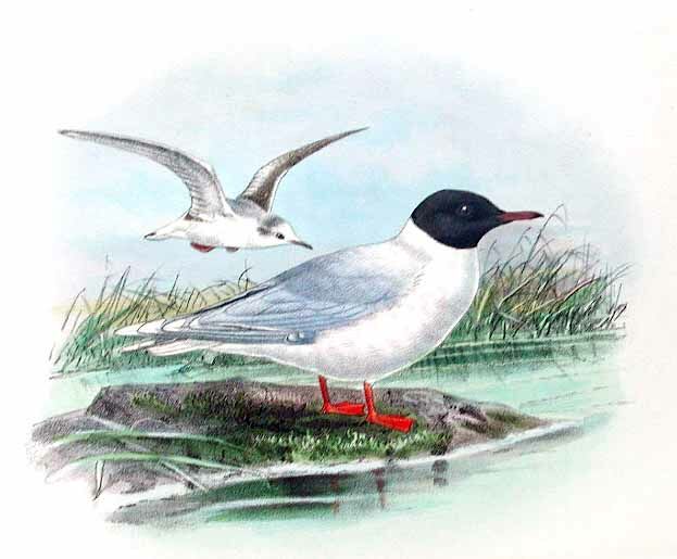 Mouette pygmée