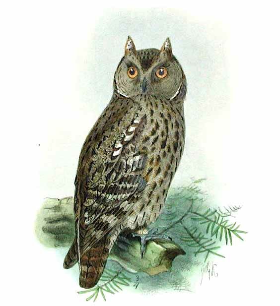 Petit-duc scops