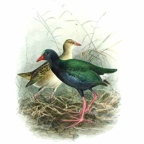 Allen's Gallinule