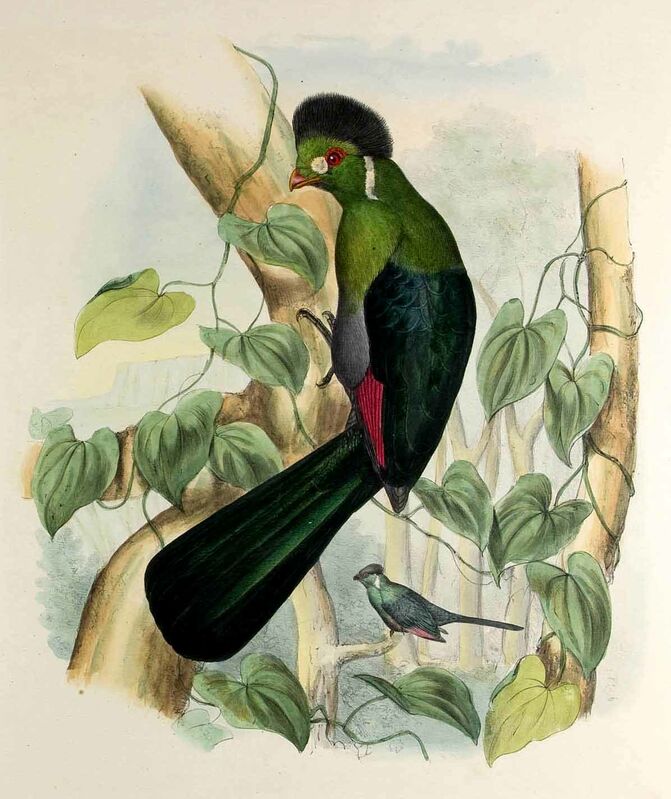 White-cheeked Turaco