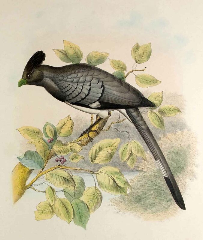 White-bellied Go-away-bird, identification