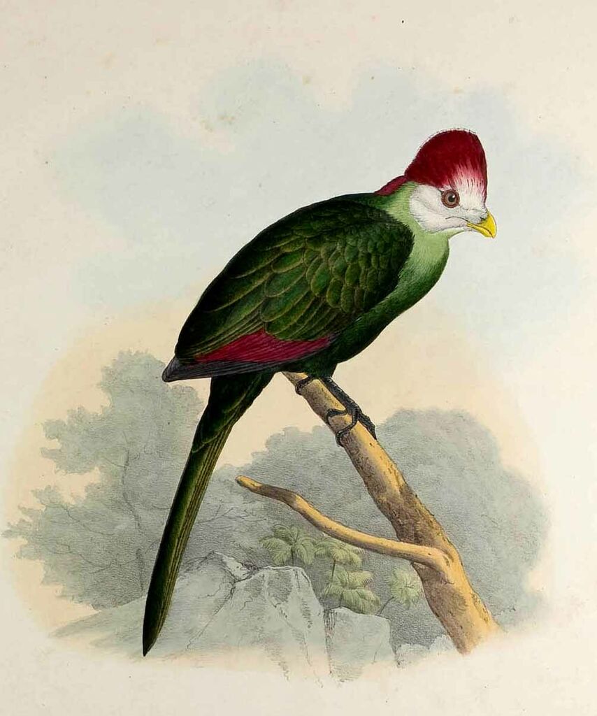 Touraco de Pauline