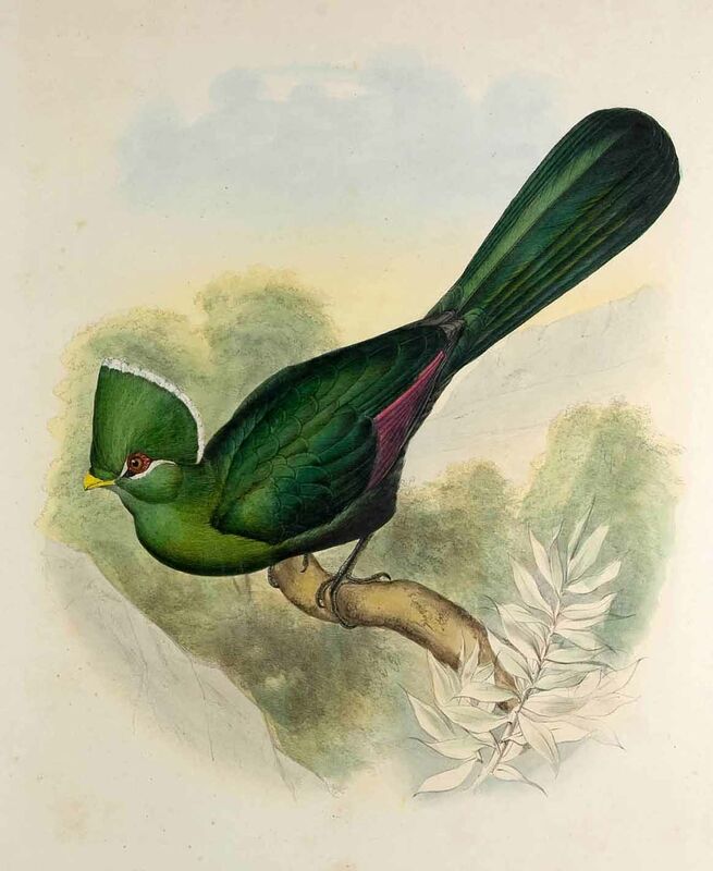 Knysna Turaco