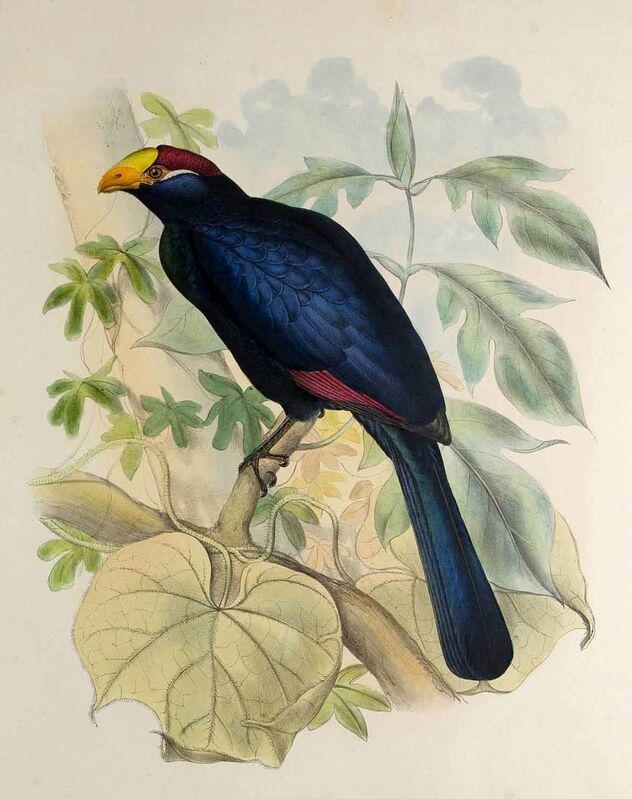 Violet Turaco