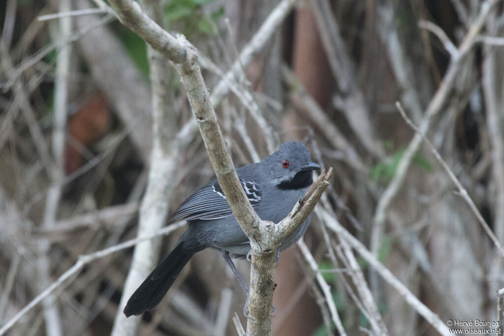 Alapi de Bahia - Alapi du Bahia<br /> mâle adulte, portrait, composition, pigmentation