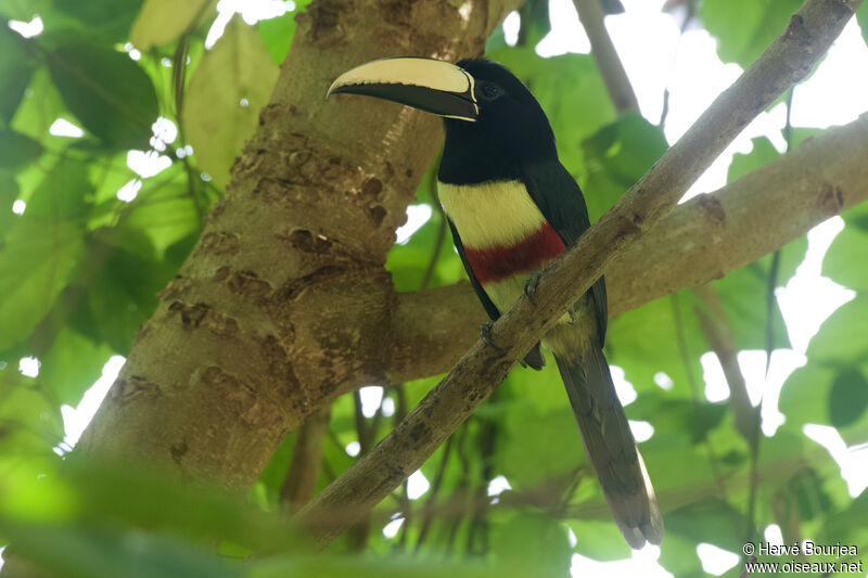 Black-necked Aracariadult, close-up portrait, aspect, pigmentation