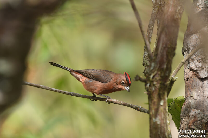 Red Pileated Finch male adult, close-up portrait, aspect