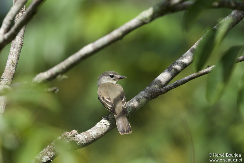 White-winged Becard female adult, identification, aspect