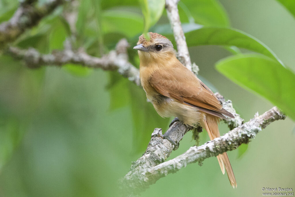 Bécarde à calotte rousseadulte, portrait, composition, pigmentation
