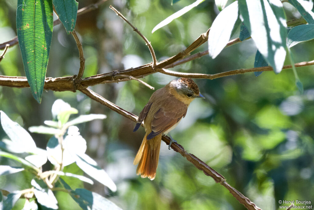 Bécarde à calotte rousse