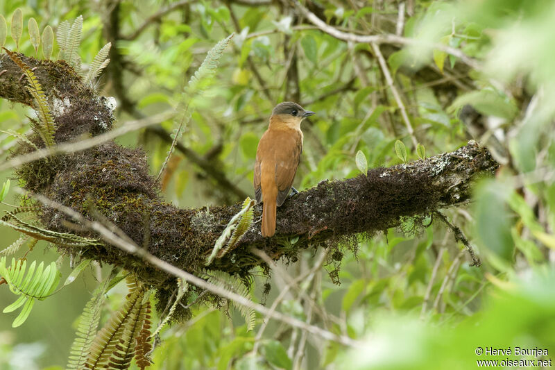 Crested Becard female adult, habitat, aspect