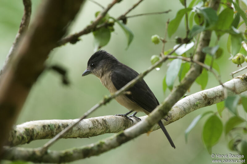 Crested Becard male adult, close-up portrait