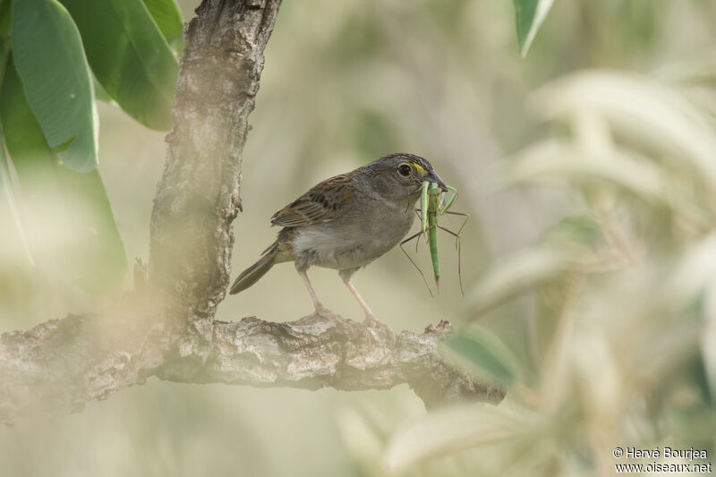 Bruant des savanesadulte, identification, pêche/chasse