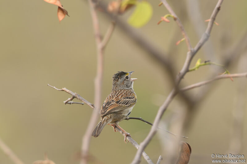 Bruant des savanes mâle adulte, portrait, chant