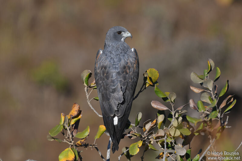 White-tailed Hawkadult, close-up portrait, aspect