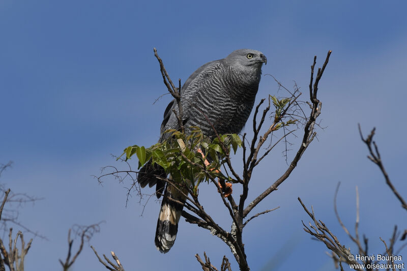 Crane Hawkadult, close-up portrait, aspect