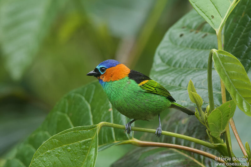 Red-necked Tanager male adult, close-up portrait, pigmentation