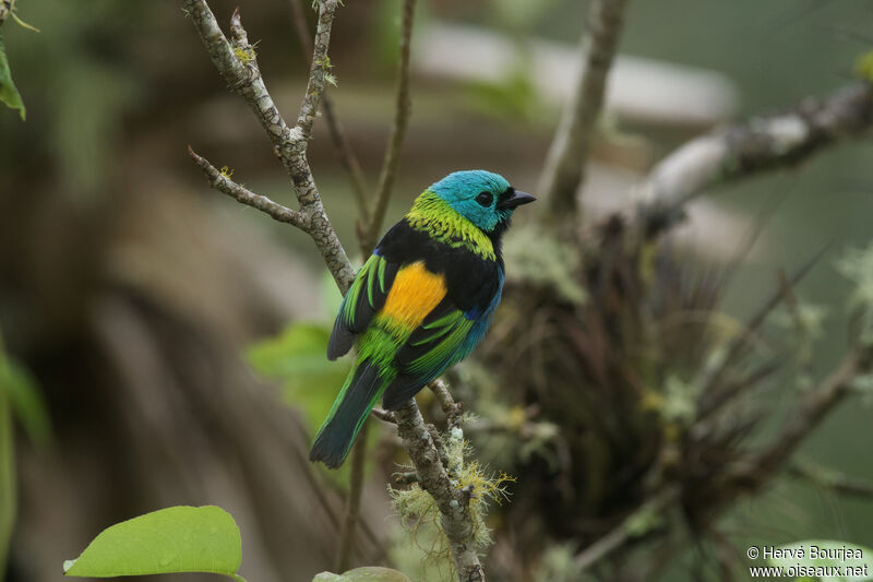 Green-headed Tanageradult, close-up portrait, pigmentation