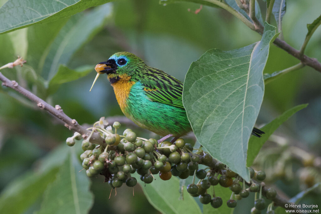 Calliste de Desmarestadulte, portrait, pigmentation, régime, mange