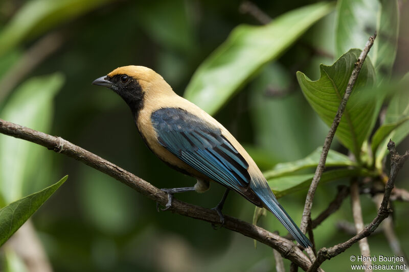 Burnished-buff Tanager male adult, close-up portrait, pigmentation