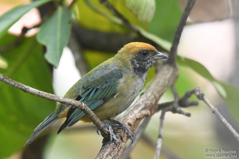 Burnished-buff Tanager female adult, close-up portrait, aspect, pigmentation