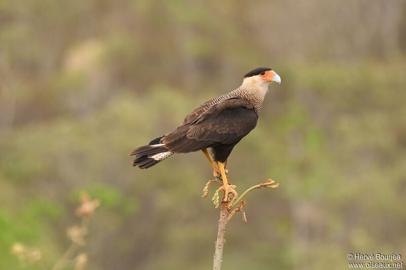 Crested Caracaraadult, close-up portrait, aspect, pigmentation