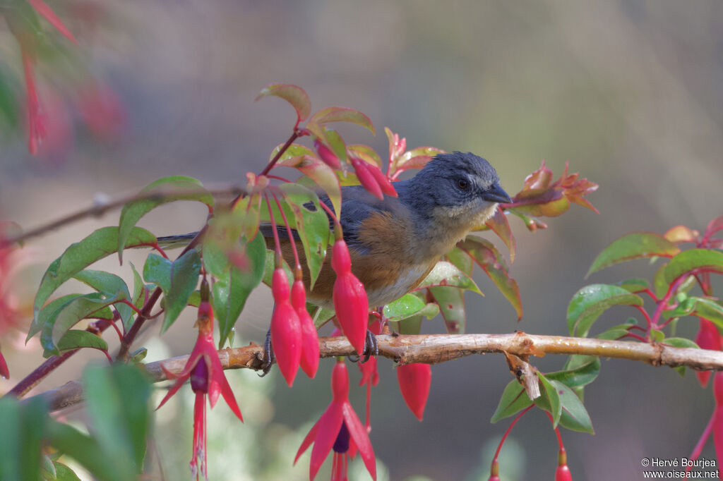 Buff-throated Warbling Finch