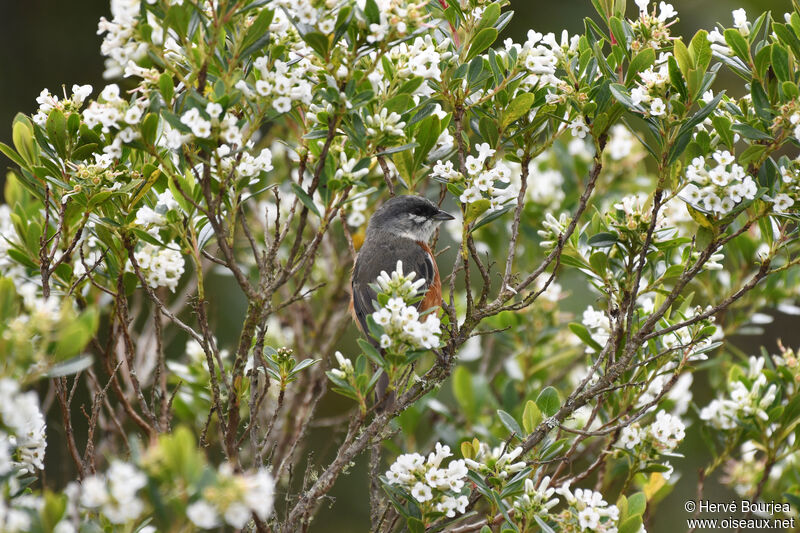 Chipiu à poitrine baieadulte, habitat