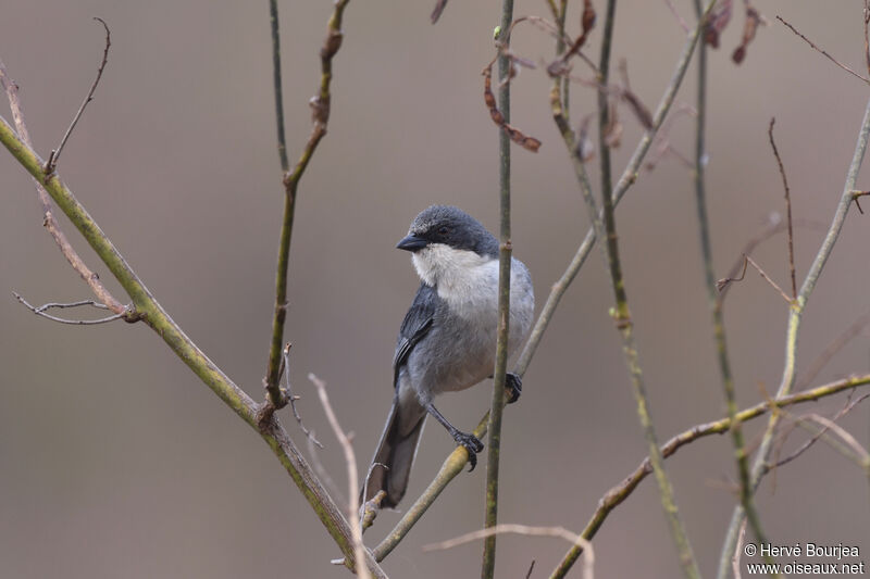 Cinereous Warbling Finch male adult, close-up portrait, aspect