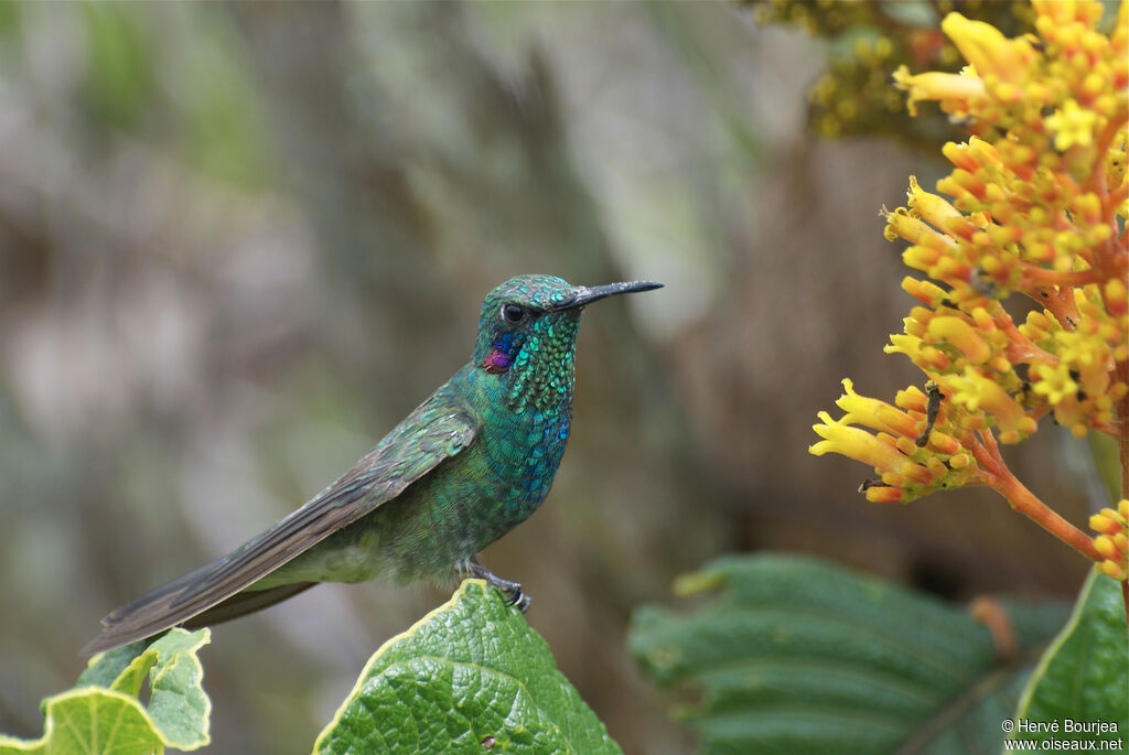 Colibri à ventre blancadulte, portrait, composition, pigmentation, régime