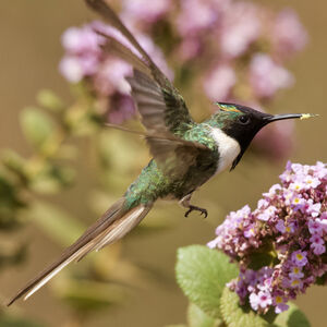 Colibri aux huppes d'or