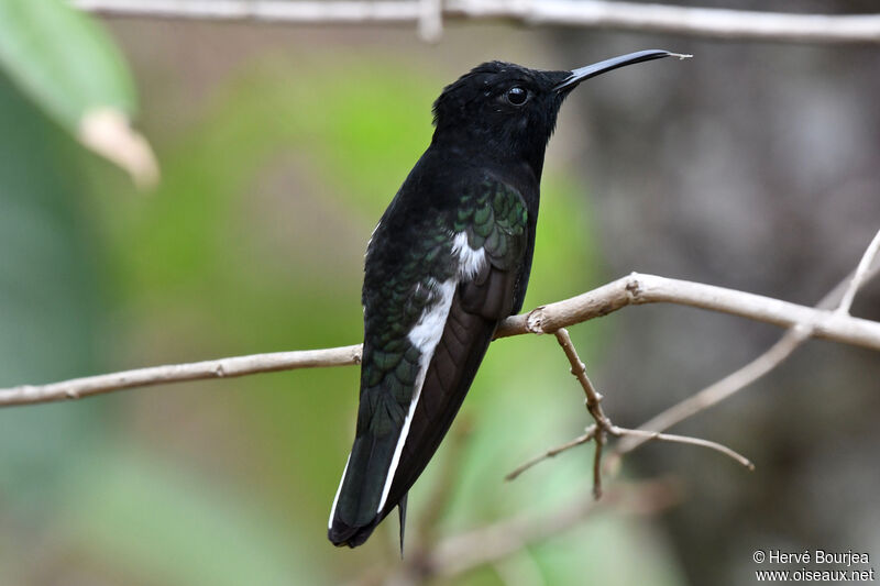 Colibri demi-deuiladulte, portrait, composition