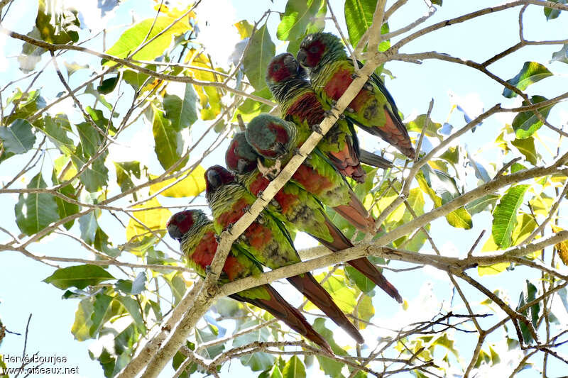 Conure de Pfrimeradulte, composition