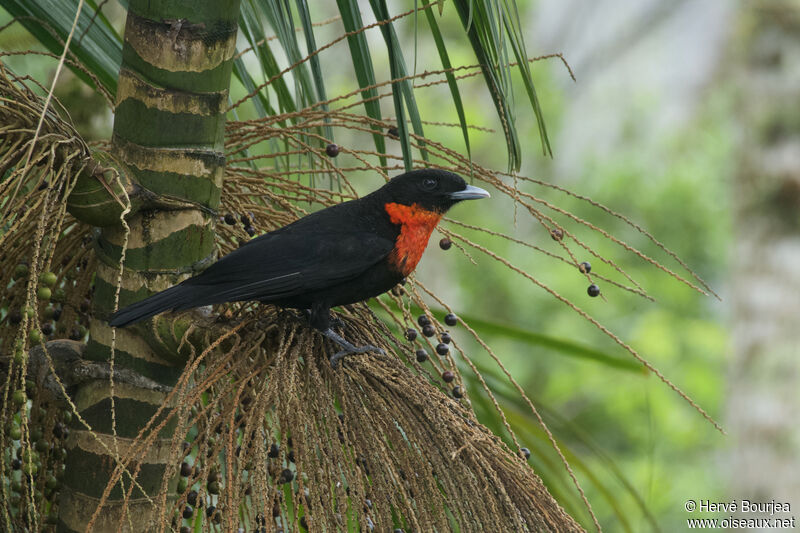 Red-ruffed Fruitcrow male adult breeding, close-up portrait, aspect, eats