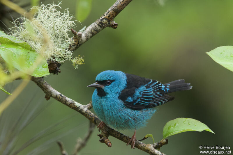 Blue Dacnis male adult, close-up portrait, aspect