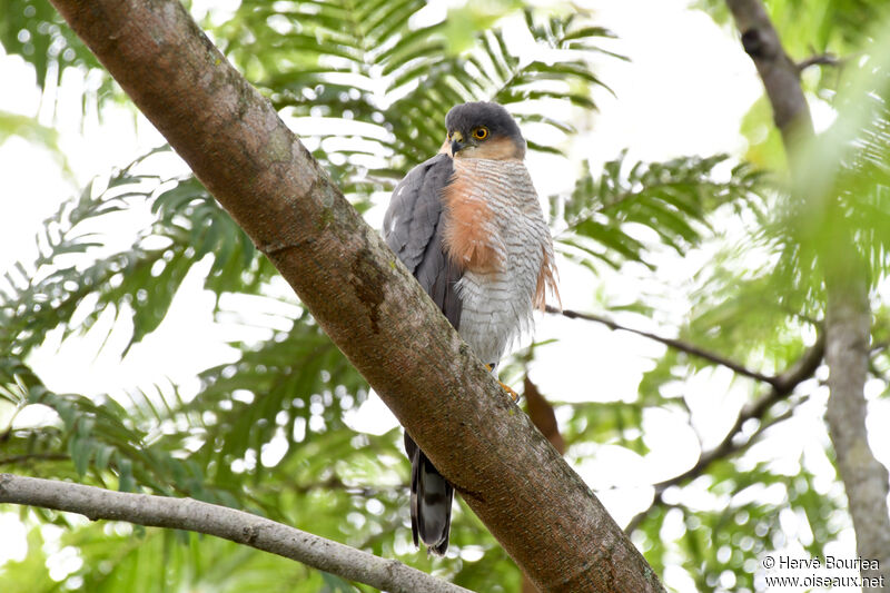 Rufous-thighed Hawkadult, close-up portrait, aspect