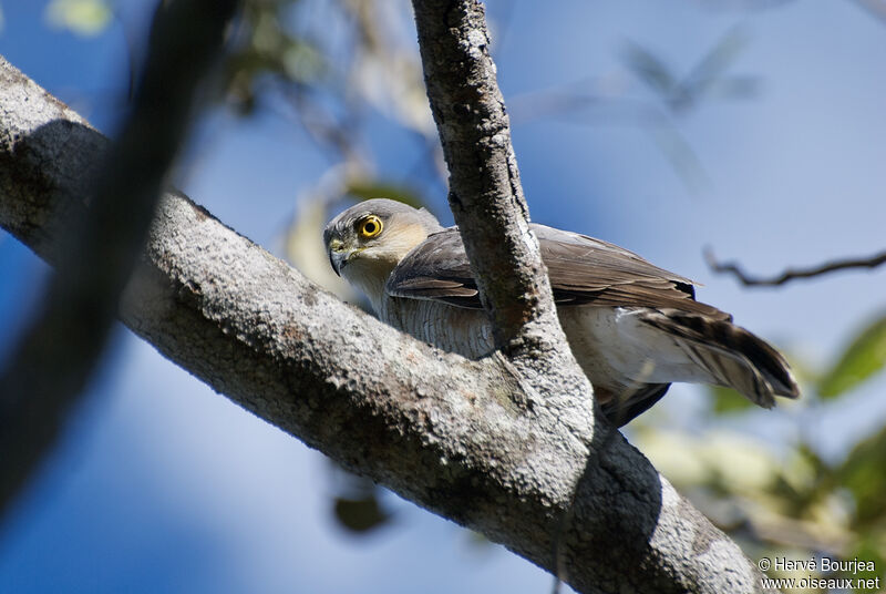 Rufous-thighed Hawk male adult, close-up portrait, aspect