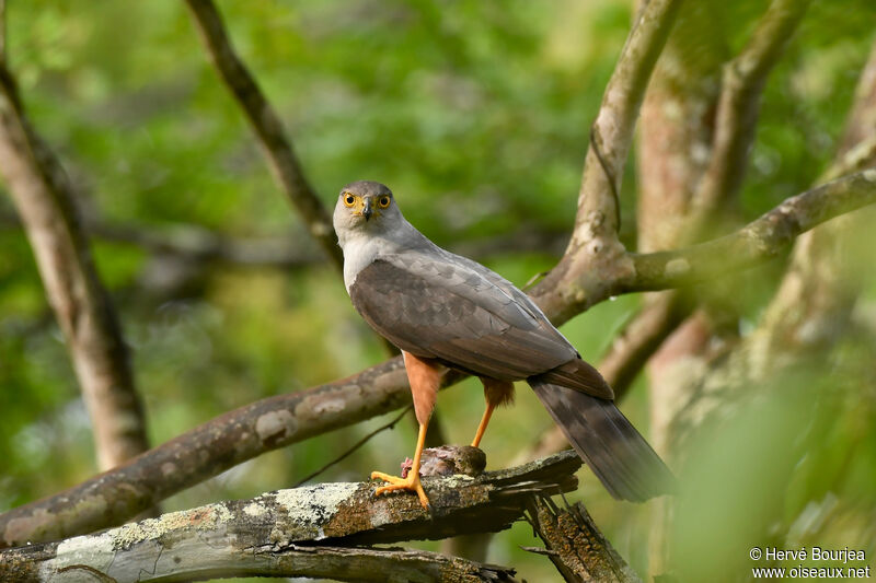 Bicolored Hawkadult, close-up portrait, aspect, fishing/hunting