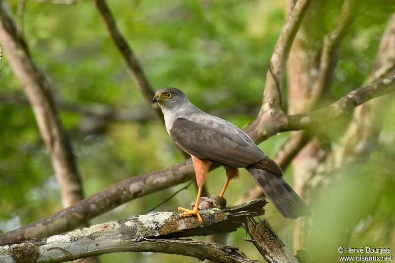 Épervier bicoloreadulte, portrait, composition, pêche/chasse