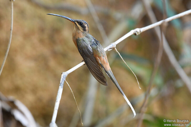 Planalto Hermitadult, close-up portrait, aspect, Behaviour