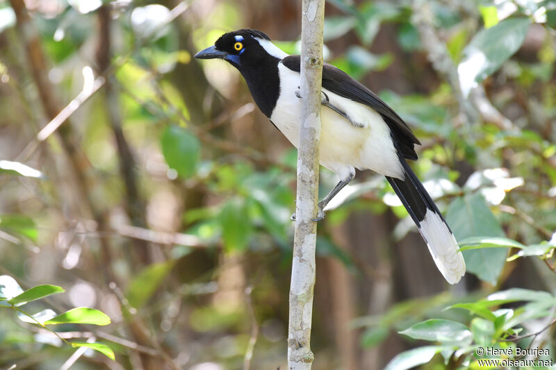 White-naped Jayadult, close-up portrait, pigmentation