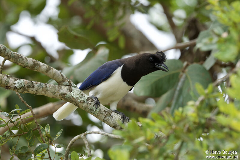 Curl-crested Jayadult, close-up portrait, pigmentation