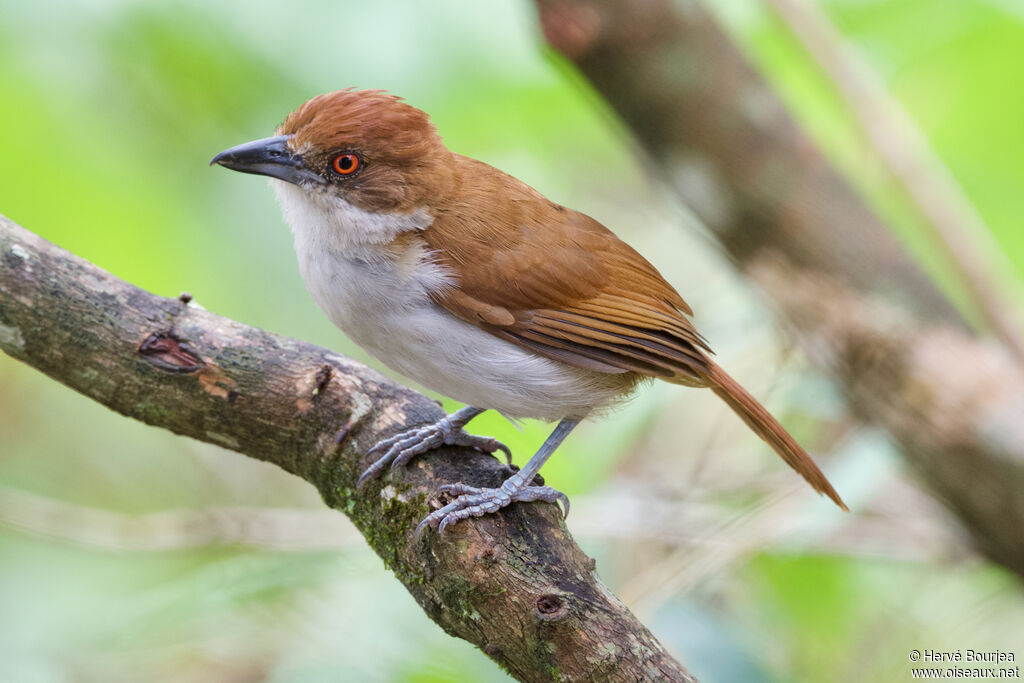Great Antshrike