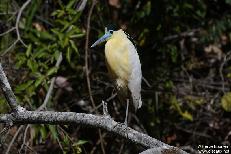 Capped Heronadult, close-up portrait, aspect, clues