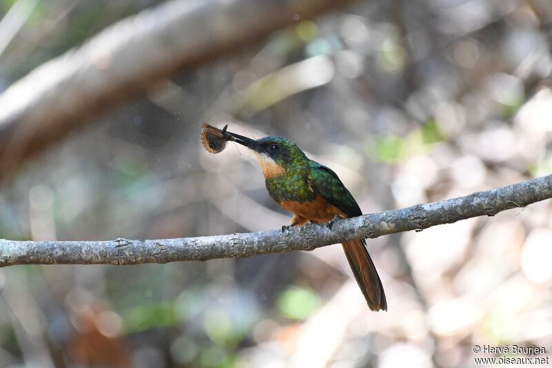 Jacamar à queue rousse femelle adulte, portrait, composition, pêche/chasse