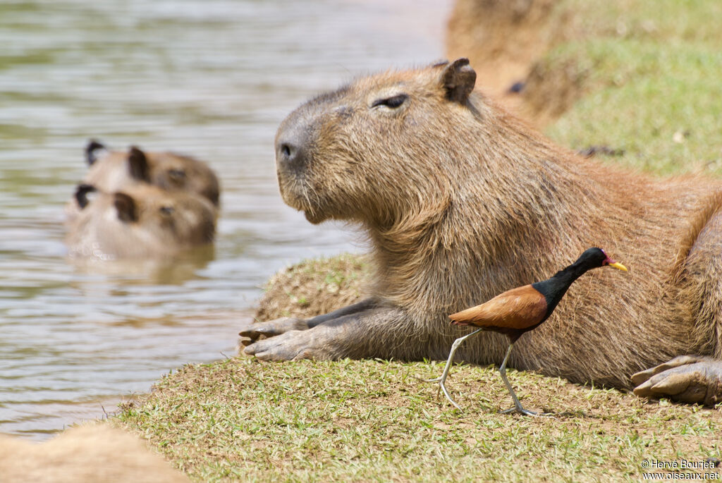 Jacana noiradulte, identification, marche