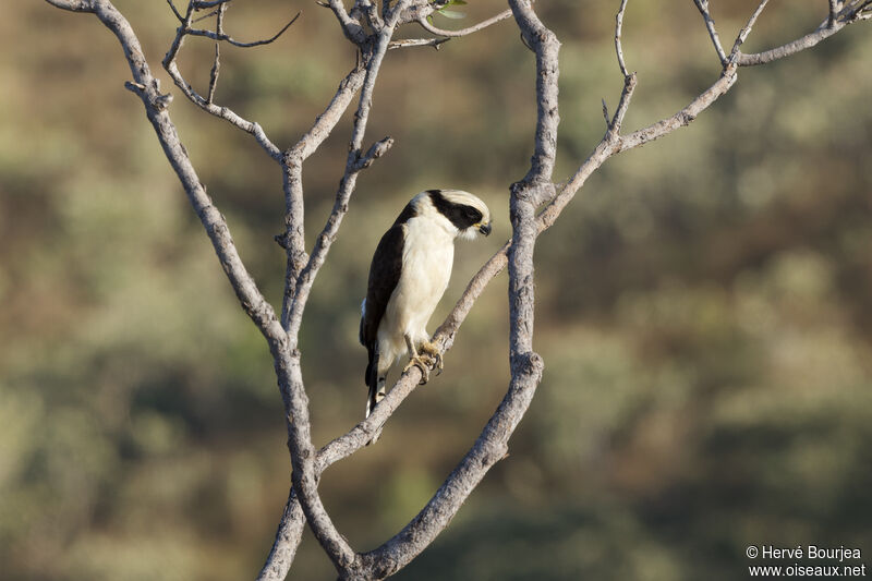 Laughing Falconadult, habitat, aspect