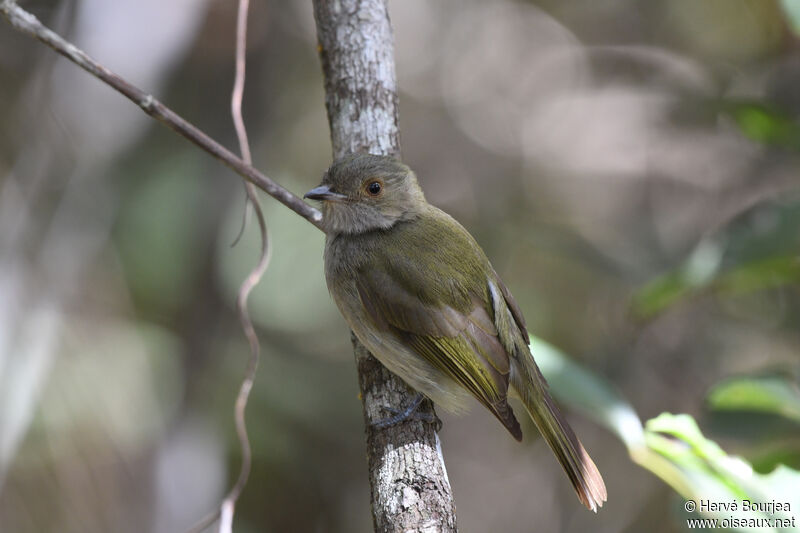 Pale-bellied Tyrant-Manakinadult, close-up portrait, aspect