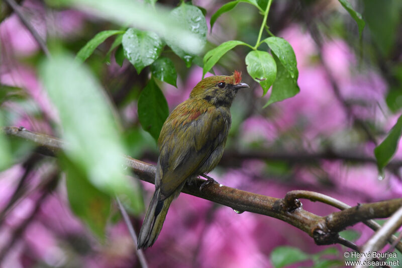 Helmeted Manakin male immature, close-up portrait, aspect